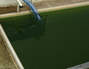 排水処理前の排水の様子　藻・アオコの発生